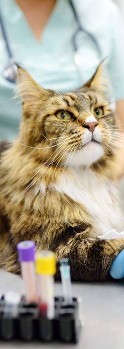 Two professional veterinarians take a blood test from a Maine Coon cat at a veterinary clinic. A laboratory technician holds a test tube with tomcat's blood in his hands. Work of the veterinary lab